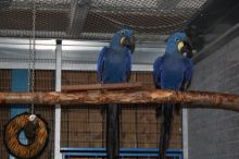 Socialized hyacinth macaws