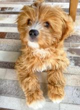 Stunning Cavapoo puppies available for adoption