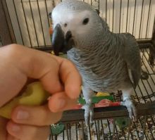 very good temperaments African grey parrots