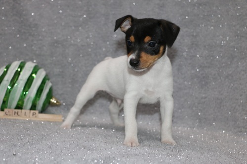 active and intelligent Fox terrier puppies Image eClassifieds4u