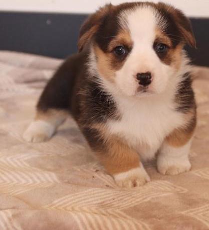 affectionate corgi puppies available for all Image eClassifieds4u