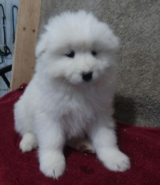 affectionate Samoyed puppies available Image eClassifieds4u