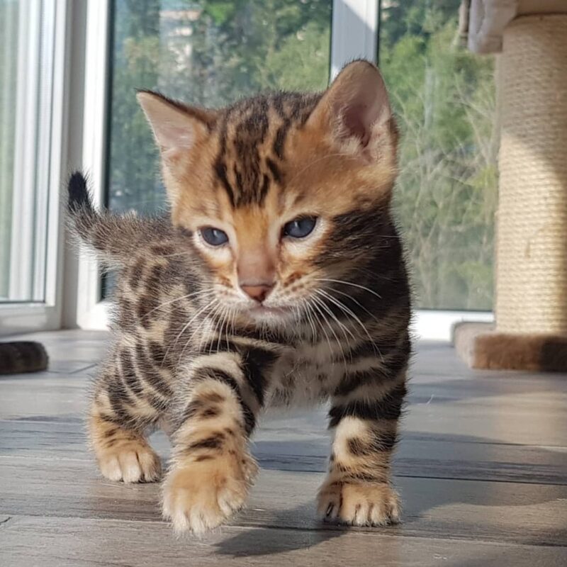 Bengal Kittens With Champion Bloodline Pedigree (267) 820-9095 or rbfinniam@gmail.com Image eClassifieds4u