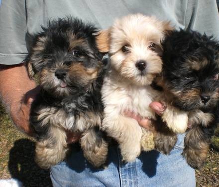 Exceptional Morkie Puppies Available 2 male & 2 female Image eClassifieds4u