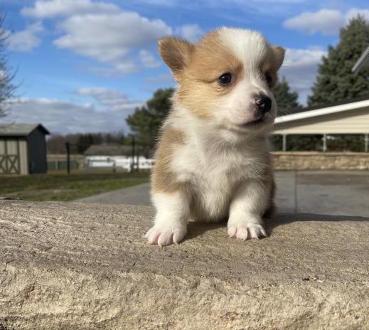 Eye catching corgi puppies Image eClassifieds4u
