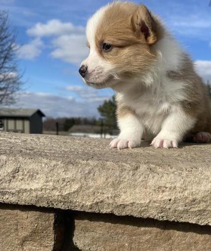 family raised corgi puppies Image eClassifieds4u