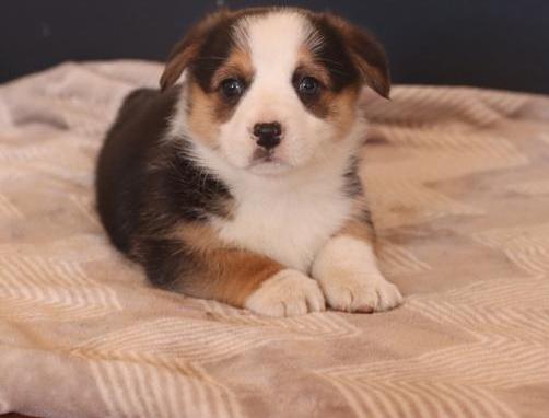 Fun-loving corgi puppies Image eClassifieds4u