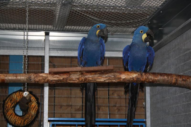 Hyacinth Macaws male and female available Image eClassifieds4u