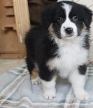 Happy Australian shepherd puppies Image eClassifieds4u 2