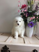 Adorable active Samoyed puppies Image eClassifieds4U