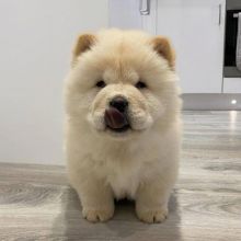 Beautiful Chow chow puppies available for adoption. (montestheresa818@gmail.com) Image eClassifieds4u 2