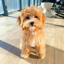 Cute Lovely cavapoo Puppies male and female for adoption Image eClassifieds4U