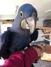 Hyacinth Macaws tamed Image eClassifieds4u 2