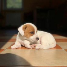 Jack Russell puppies for adoption. (melllisamouwel21@gmail.com) Image eClassifieds4u 2