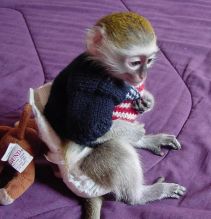 Lovable well trained Capuchin monkeys Image eClassifieds4u 1