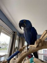 lovely hyacinth macaws Image eClassifieds4u 1