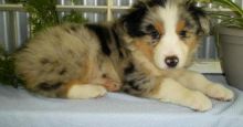 loyal Australian shepherd puppies Image eClassifieds4u 1