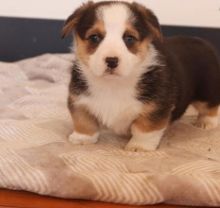 male and female corgi puppies Image eClassifieds4u 1