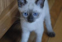 Siamese Kittens ready (267) 820-9095 or rbfinniam@gmail.com Image eClassifieds4U