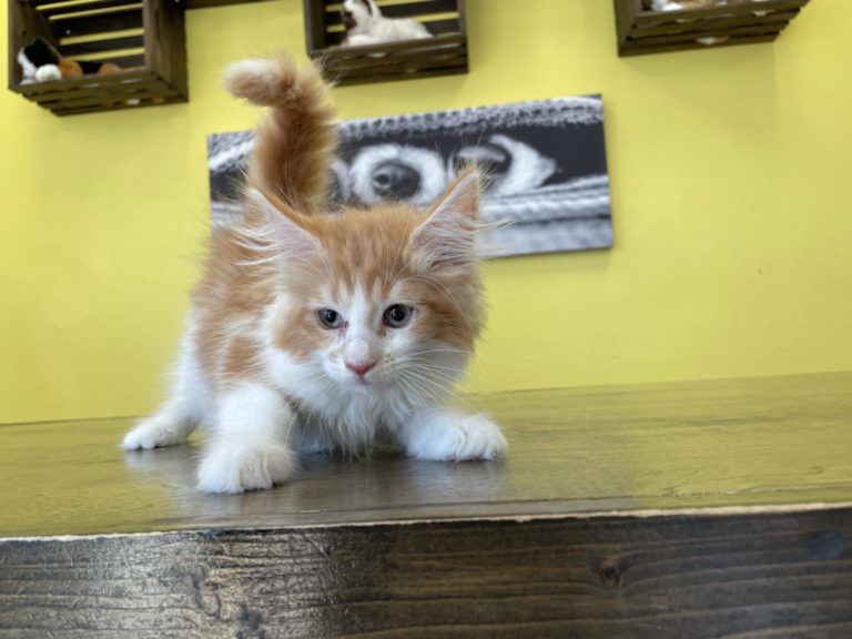 Maine Coon Kittens Socialized (267) 820-9095 or rbfinniam@gmail.com Image eClassifieds4u