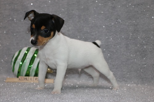 male and female Fox terrier puppies Image eClassifieds4u