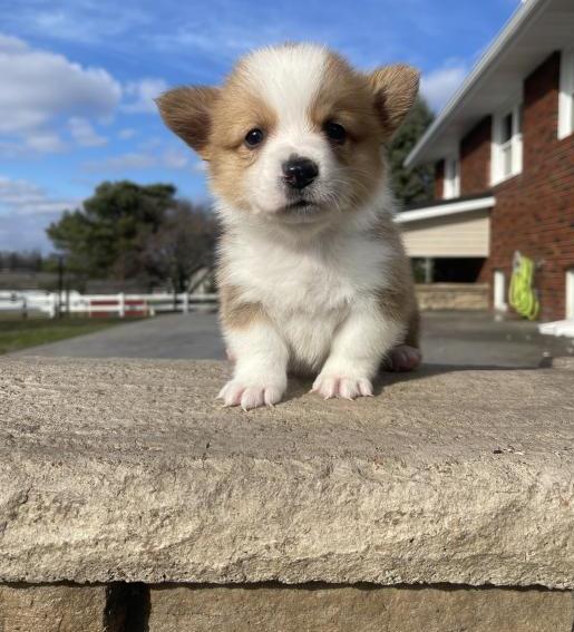 potty trained corgi puppies Image eClassifieds4u