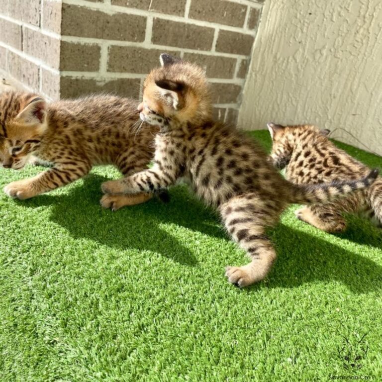Savannah kittens available (267) 820-9095 or rbfinniam@gmail.com Image eClassifieds4u