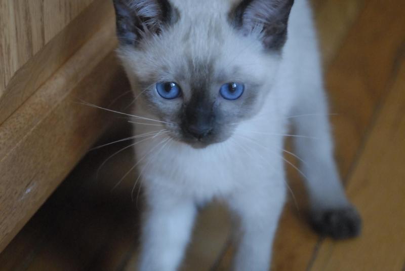 Siamese Kittens ready (267) 820-9095 or rbfinniam@gmail.com Image eClassifieds4u