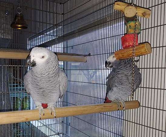 Super friendly and tame African grey Image eClassifieds4u