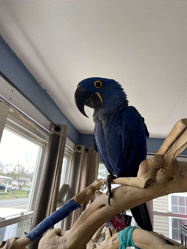 Tamed hyacinth macaws male and female Image eClassifieds4u