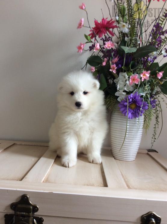 Very affectionate and loving Samoyed puppies Image eClassifieds4u