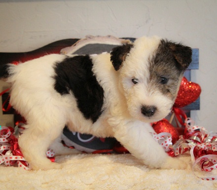 well socialized Fox terrier puppies! Image eClassifieds4u
