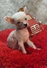 courageous and clever Chinese crested puppies
