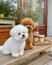 MALE AND FEMALE BICHON PUPPIES AVAILABLE