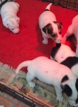 7 Adorable Little Jack Russell Puppies