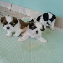7 Shih Tzu Puppies for you now