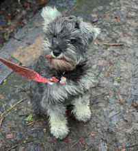 active and full of energy mini schnauzer puppies