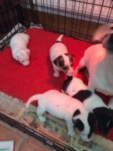 Awesome family raised Jack Russell puppies for adoption