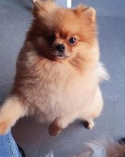 Cute Lovely pomeranian Puppies male and female for adoption