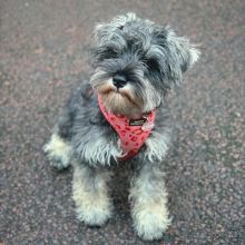 lively mini schnauzer puppies