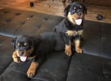 Lovely Rottweiler Puppies