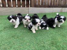 Males and females Shih Tzu Puppies Available..