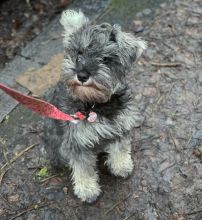 Outstanding mini schnauzer puppies available now