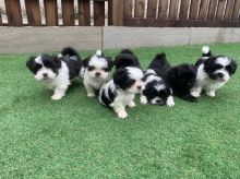 Shih Tzu puppies are available now.