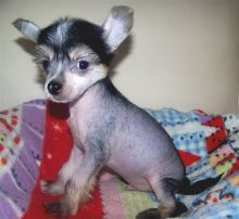 socialized and well behaved Chinese crested puppies