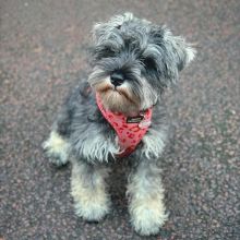 They are charming and loving mini schnauzer puppies