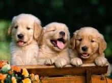 Top Class Golden Retriver Puppies Available