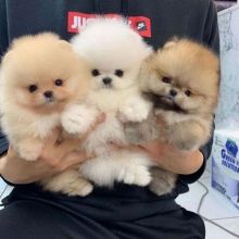 Two Beautiful Pomeranian Puppies