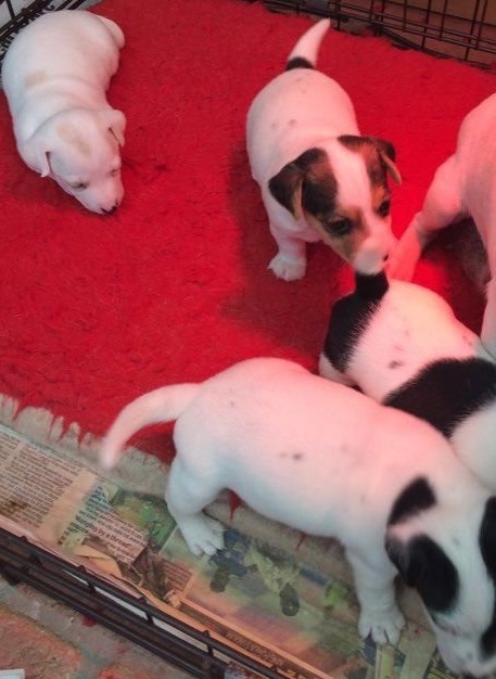 5 Jack Russell Puppies FOR FREE ADOPTION... Image eClassifieds4u