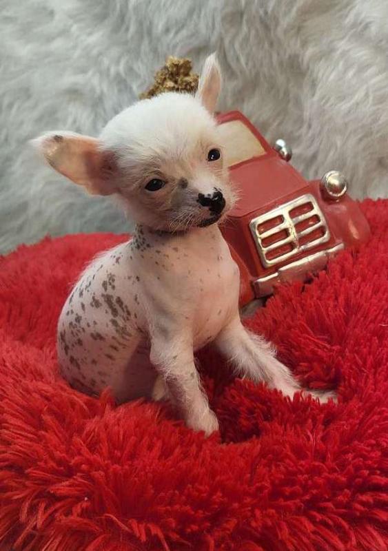 active Chinese crested puppies looking for good homes.. Image eClassifieds4u